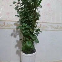 گل قاشقی