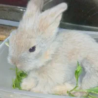 مینی خرگوش لوپی چشم خاکستری