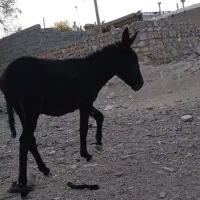 الاغ|حیوانات مزرعه|کوهدشت, |دیوار