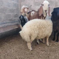 بره و کره چاق گوشتی (جگر و شاخی مجانی)|حیوانات مزرعه|رفسنجان, |دیوار