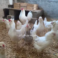 جوجه گلین لری اصل|حیوانات مزرعه|تهران, ایران|دیوار