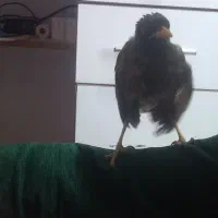 گم شده مرغ مینا