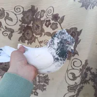 کفتر یا کبوتر