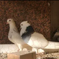 یک جفت کبوتر طوقی