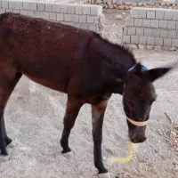 خر ماده|حیوانات مزرعه|زاگرس, |دیوار