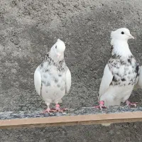 طوقی|پرنده|اسلام‌‌آباد غرب, |دیوار