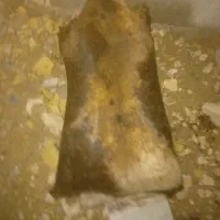 مشک آب. پوست بز