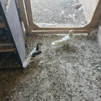 3تا غریب گیری