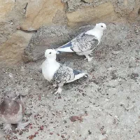 کبوتر  ایسونوم