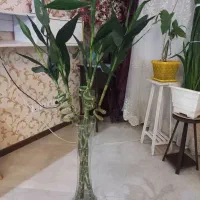 گل بامبو۵عددبا گلدان