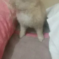 واگذاری رایگان خرگوش