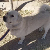 فروش سگ پاکوتاه