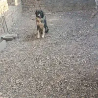 سگ نگهبان جنسیت نر