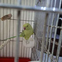طوطی ملنگو
