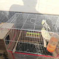 عروس هلندی مولد