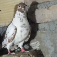 کفتر پرشی و جفتگاه