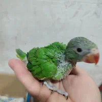 جوجه ملنگو|پرنده|سرپل ذهاب, |دیوار