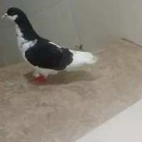 تعدادی کبوتر