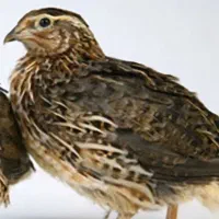 فروش جوجه بلدرچین