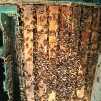 ۵۰عددزنبور کارنیکا بفروش میرسد|حیوانات مزرعه|سیاهکل, |دیوار