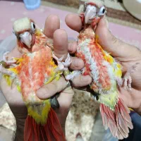 طوطی گرینچیک ۴عدد باهم