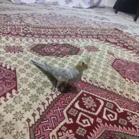 جفت|پرنده|قزوین, |دیوار