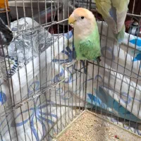 یک جفت طوطی برزیلی|پرنده|کرج, اسدآباد|دیوار