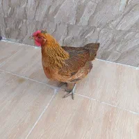 مرغ|حیوانات مزرعه|دوگنبدان, |دیوار