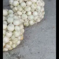 پیاز...