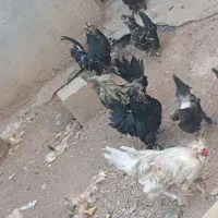مرغ خروس سلطان