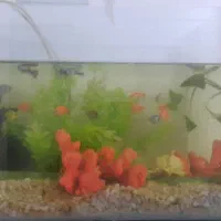 آکواریوم ماهی