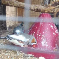 فنچ و مرغ عشق دستی|پرنده|زاهدان, |دیوار