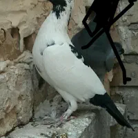 قول به شرط پرش|پرنده|تربت جام, میان جام|دیوار