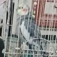 عروس هلندی نر سخن گو سالم وسر حال