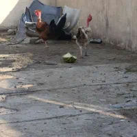 مرغ و خروس گردن لخت جوان|حیوانات مزرعه|تهران, خاک سفید|دیوار