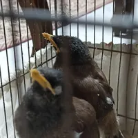 ۳عدد مرغ مینا سخنگو