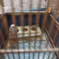 یک عدد فنچ نر همراه با قفس به فروش می رود|پرنده|رباط‌کریم, رباط‌کریم|دیوار