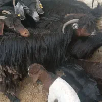 6عدد بز زایده|حیوانات مزرعه|زاهدان, |دیوار