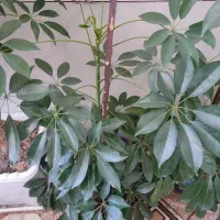 گل طبیعی|گل و گیاه طبیعی|کامیاران, |دیوار