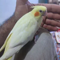 عروس پاریس هلندی