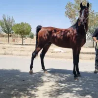 اسب نریان بسیار پرخون