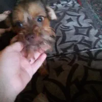 سگ واکذاری نر|سگ|ماهدشت, |دیوار