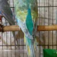 مرغ عشق رنگین کمانی