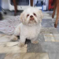 سگ گمشده خیابان فلسطین شرقی|حیوانات|قزوین, |دیوار