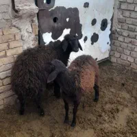 فروش دوتا بره ماده همو