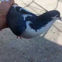 کبوترپلاس|پرنده|قم, شاه احمد قاسم|دیوار