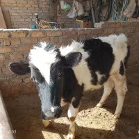 گوساله ماده