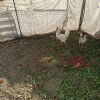 نیمچه گلین و تخم مرغ گلین|حیوانات مزرعه|بهارستان, |دیوار