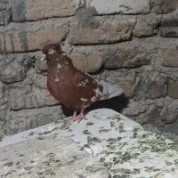 سرخ بوره نک سفید