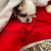 پودل شیتزو دو نژاده شناسنامه دار|سگ|تهران, جوادیه|دیوار